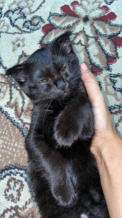 Yalangoch qizlar kotiblari rasmlar