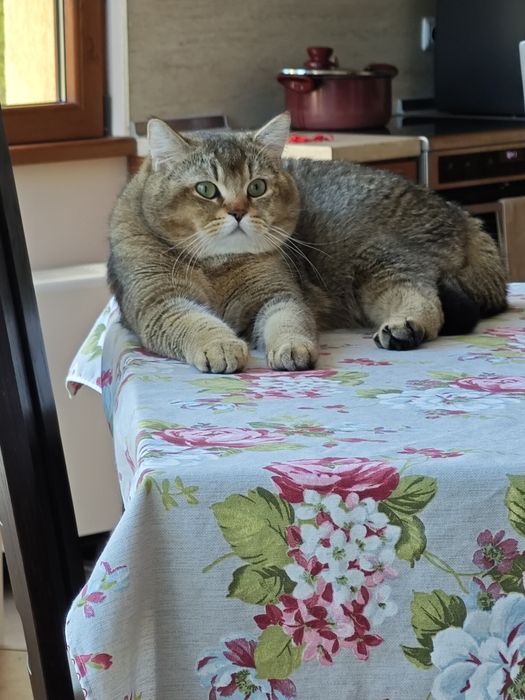 Котенца Британчета