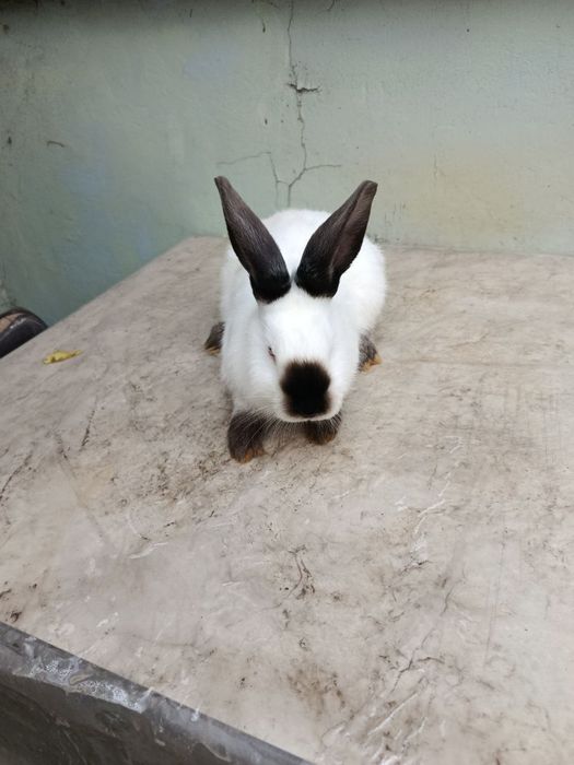 Продаются Кролики породы Калифорния!