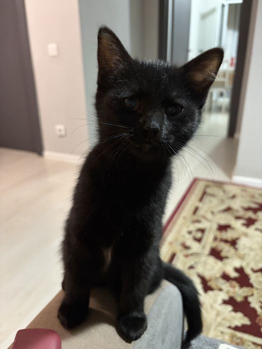 В добрые руки котенок.