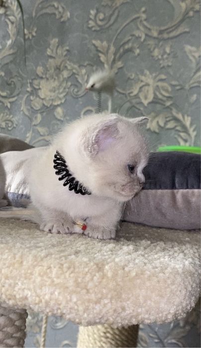 Бурманская кошка