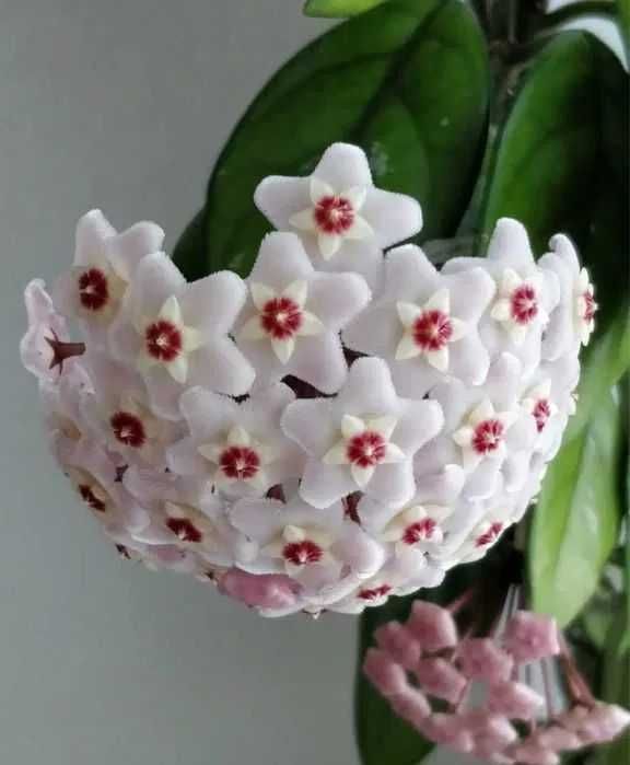 hoya carnosa floare de ceara lacrima maicii domnului