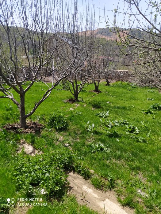 Chimgan qishligida yer sotiladi