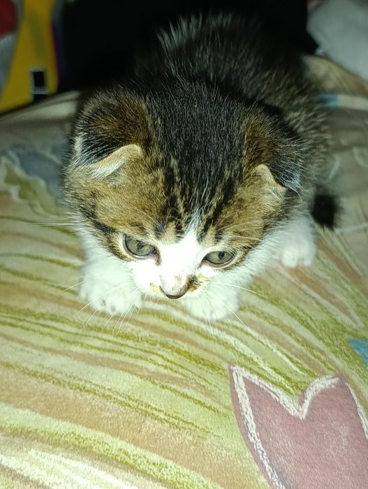 Веслоухие котята