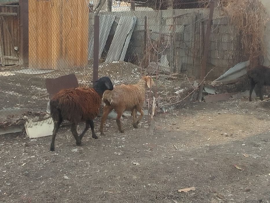 Домашние бараны .