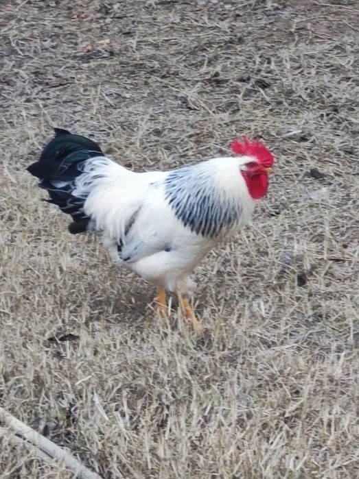 Хуроз сотилади (ADLER)