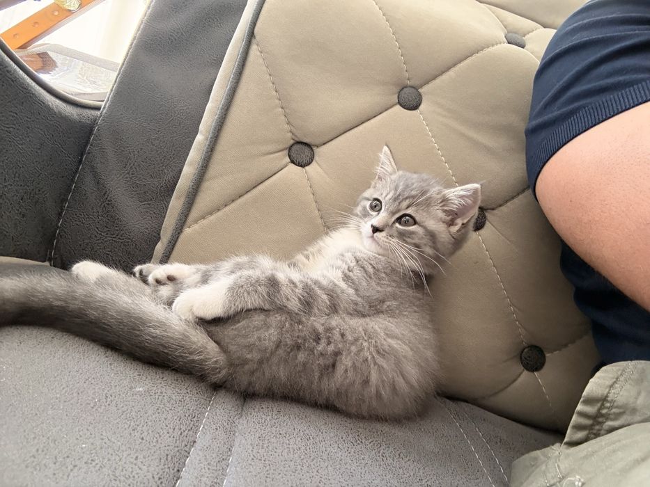 Скоттиш  Страйт девочка