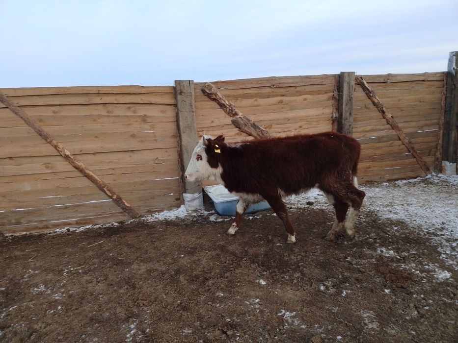 Бука кашарлар...