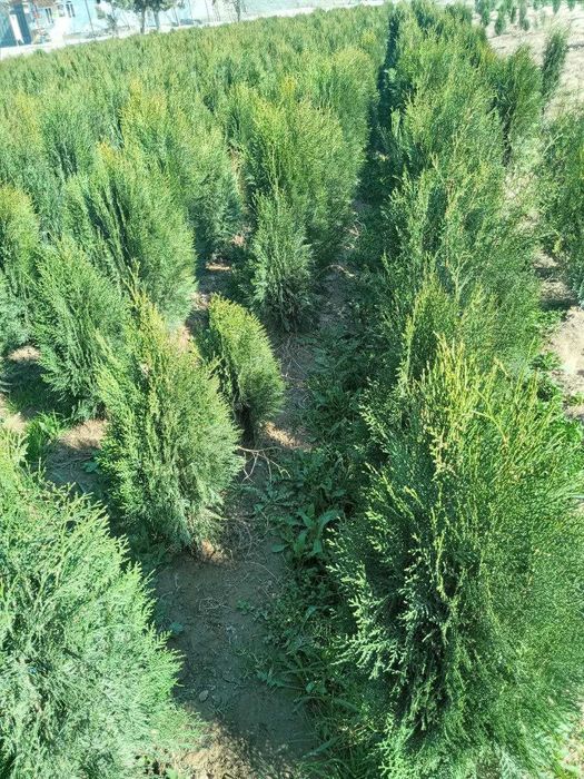 Арчвлар туя навли кучатлари