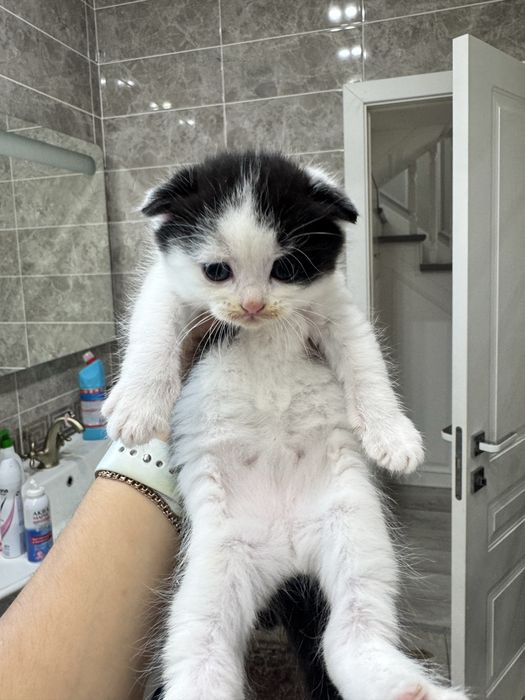 Продам вислоухих котят Scottish Fold