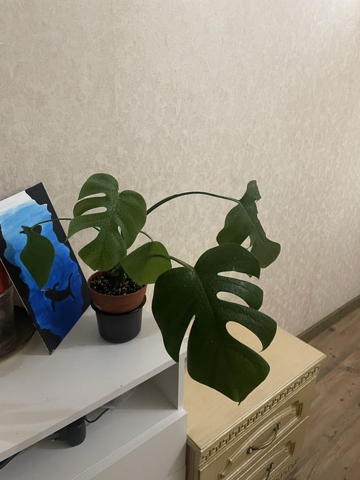 Комнатные растения