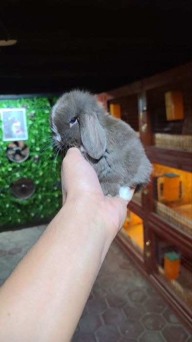 Karlik miti quyon bolari sotiladi