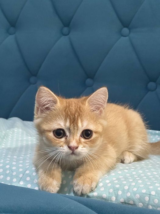 Котенок очень игривый