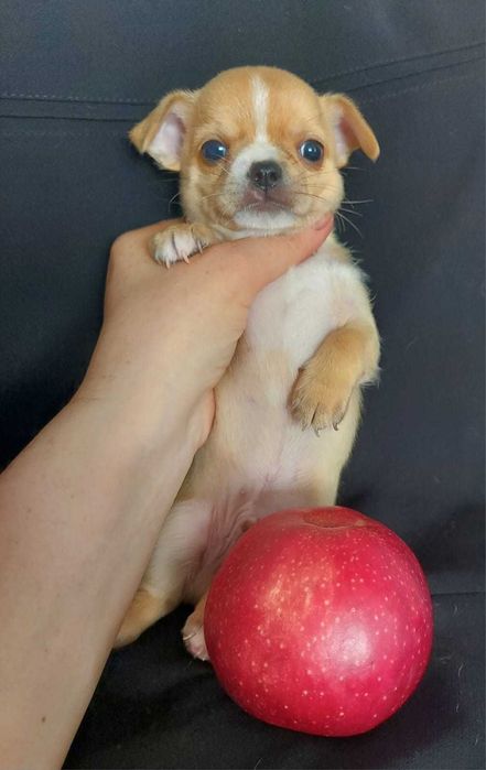 Продаю щенков чихуахуа