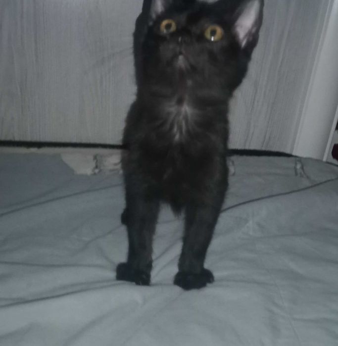 Котята домашнии,чёрного цвета .