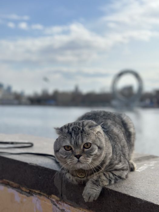 Кот Шотландец, отдам в добрые руки