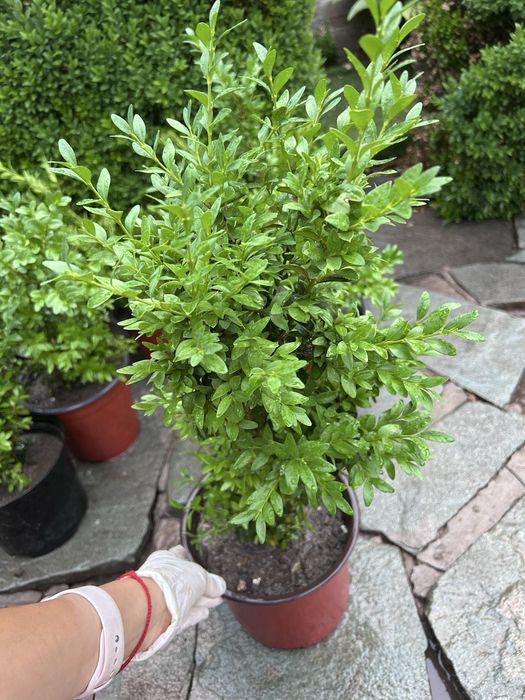 Продам Самшит вечнозелёный кустарник для вашего сада