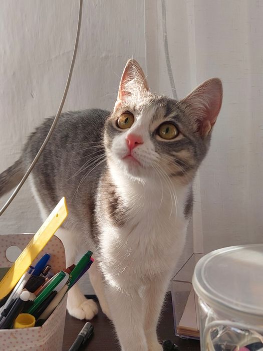 Кошечка 7 месяцев