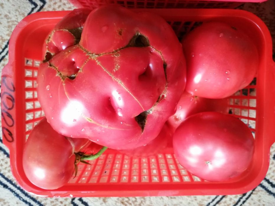 Розовый помидор сатылады. Дачаныкы