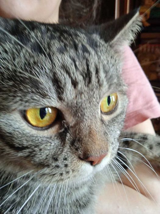 Кот британец -шиншила, кастрат 1 год.