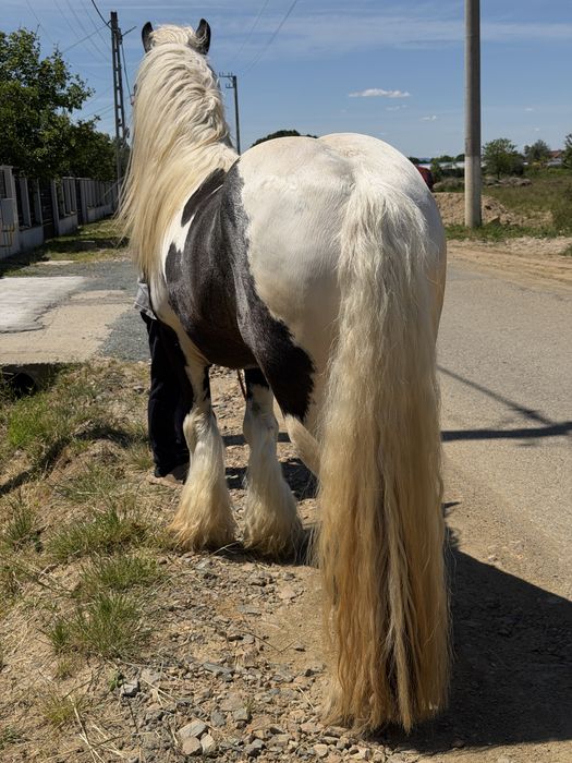 Armāsar de gypsy vanner