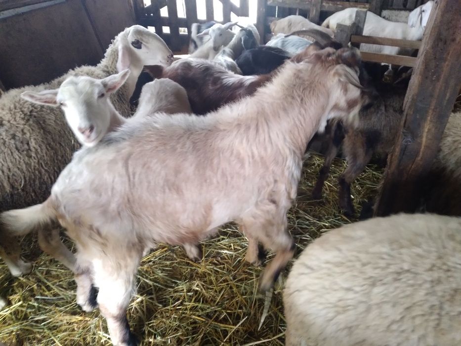 Capre si iede de vânzare