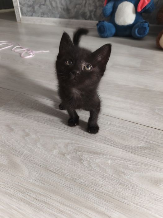 Отдам двух котят
