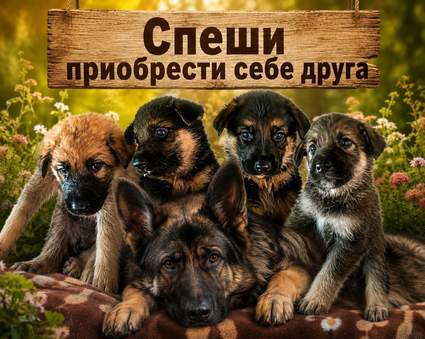 Щенки немецкой овчарки