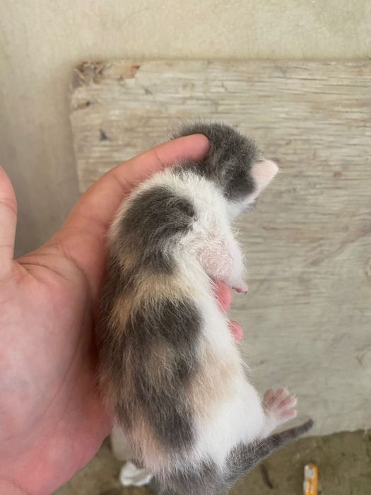 Вислоухий котёнок