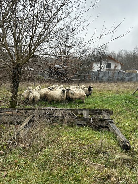 Vand oi miori stramiori si miele de anul trecut