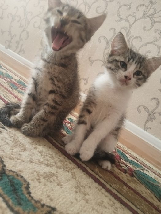 Отдам котят бесплатно