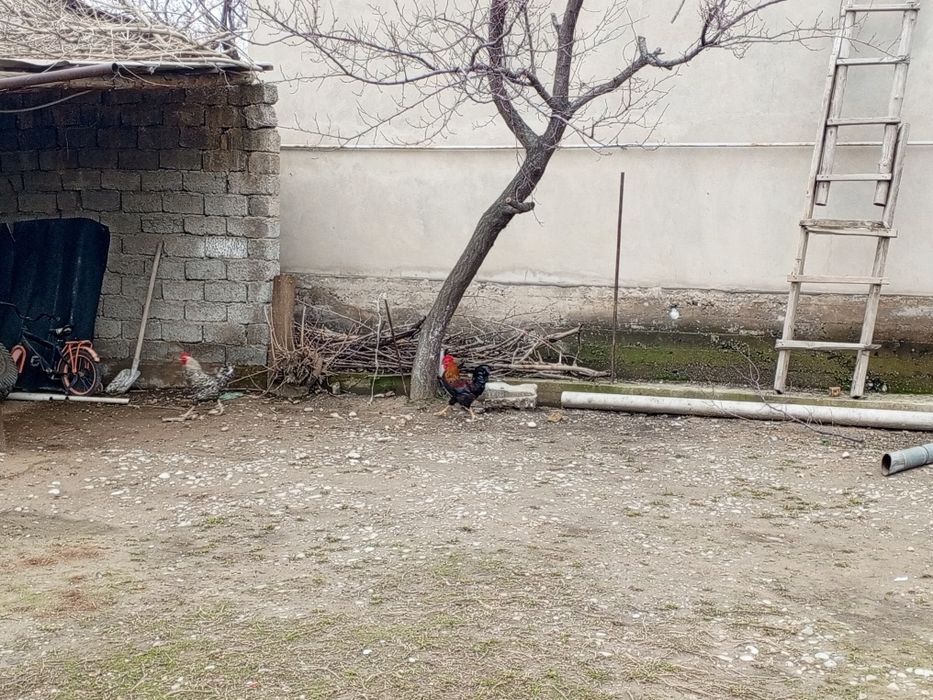 Екі Қораз Обмен туатын тауыққа