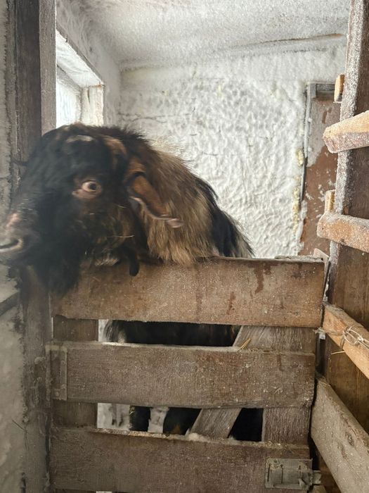 Козы стельные  .