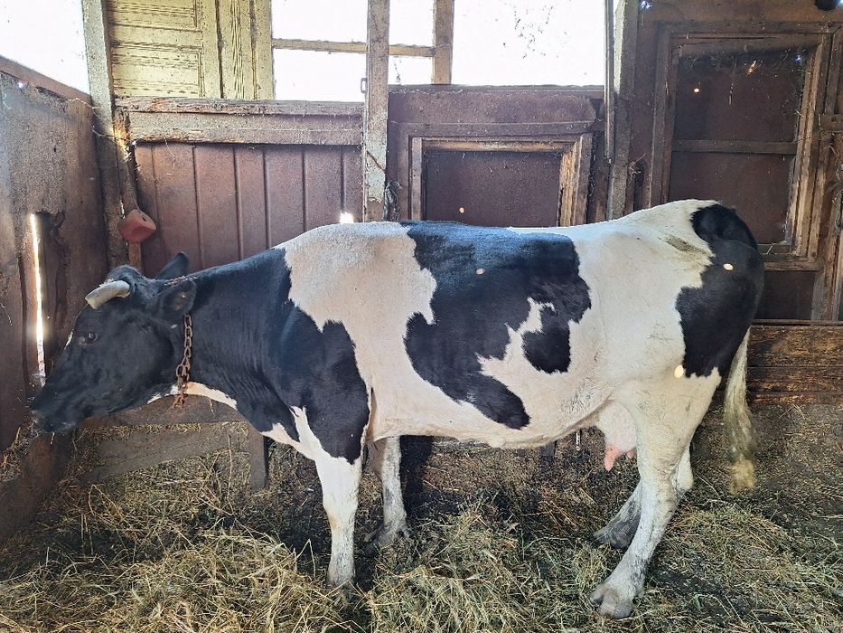 Vând vaca de lapte.