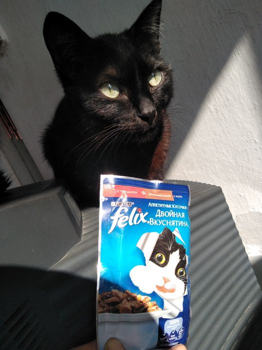 Для котиков.  Котики голодны