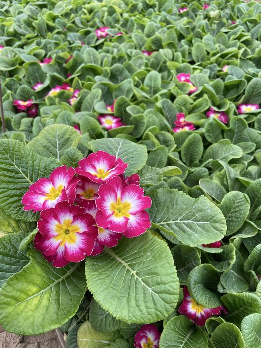 Иглика едроцветна