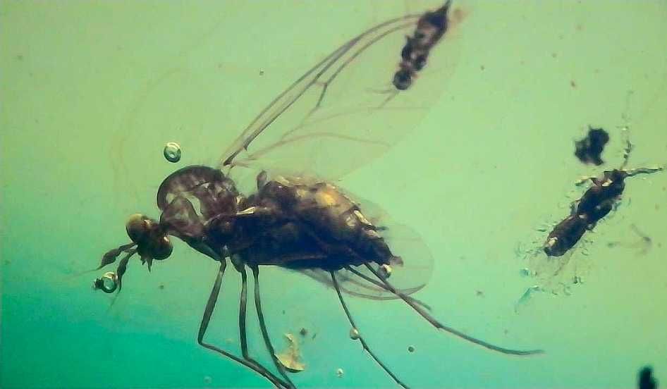 Chihlimbăr cu insecte 99 milioane de ani