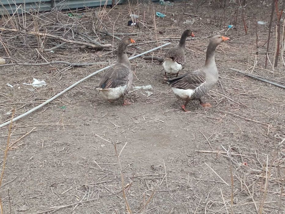 Гуси крупно серые