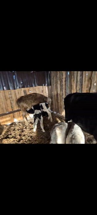Продам коров с телятами.
