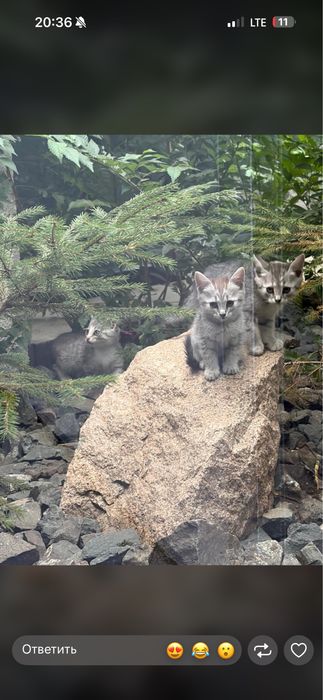Отдам В добрые ручки котят