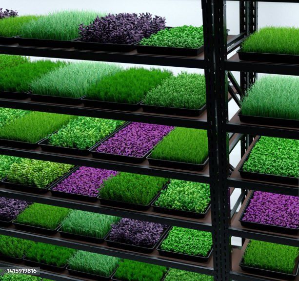 Микрозелень-Мини установка