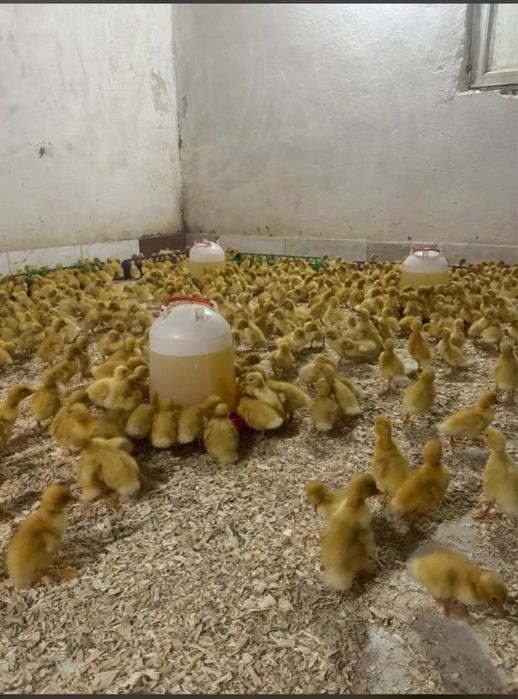 Рынок Улжан вся птица есть