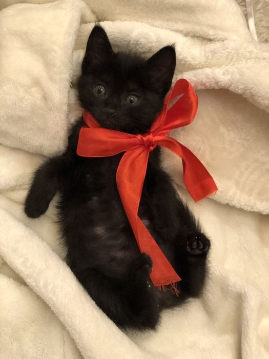 Отдам котят бесплатно в хорошие руки.