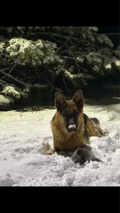 Щенки немецкой овчарки