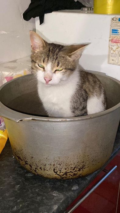 Кот Василий  пропал помните найти