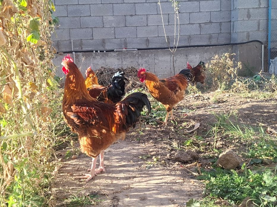 Продаётся петух кучинский