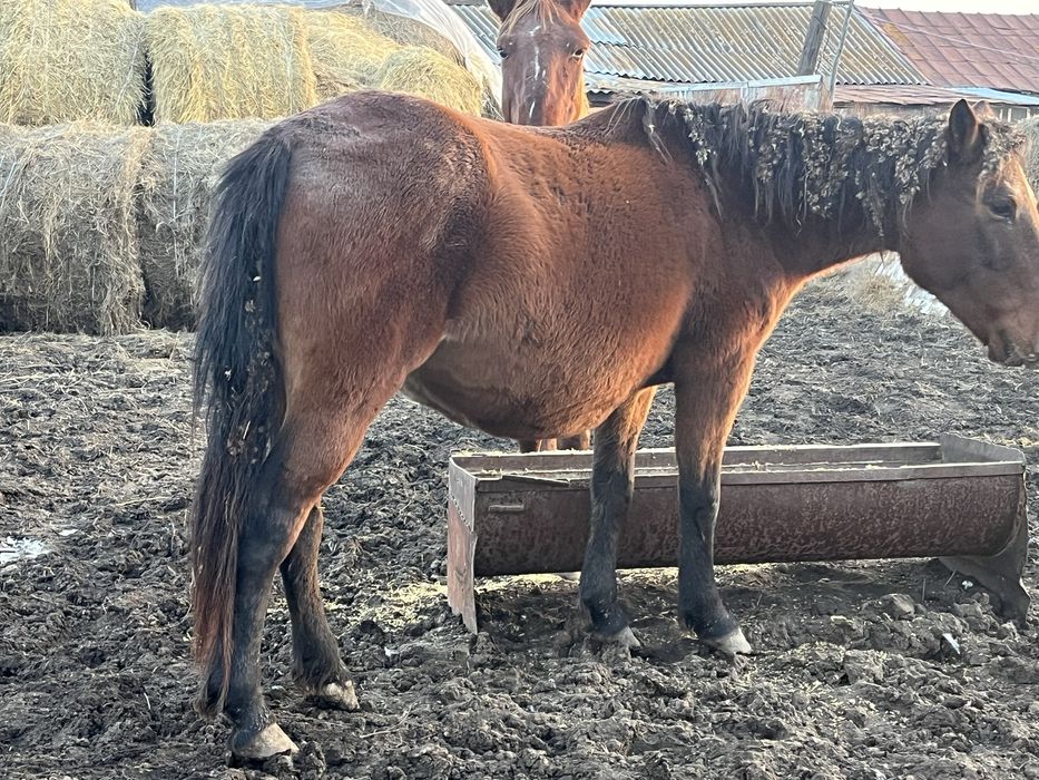 Продам двух кобыл