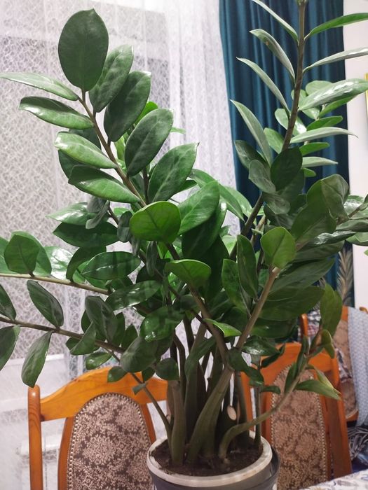 Долларовое дерево; Алоэ.