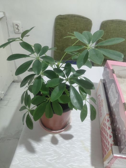 Комнатное растение -Шефлера