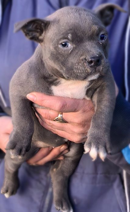 American Bully Pocket / Американско Були Покет